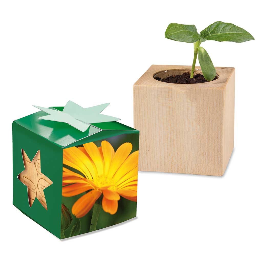 Pflanz-Holz Star-Box mit Samen - Ringelblume-11