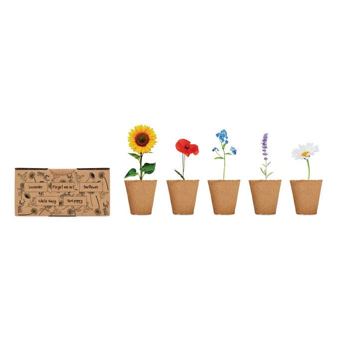 Saat-Set Sommerblumen FLOWERS - beige-262