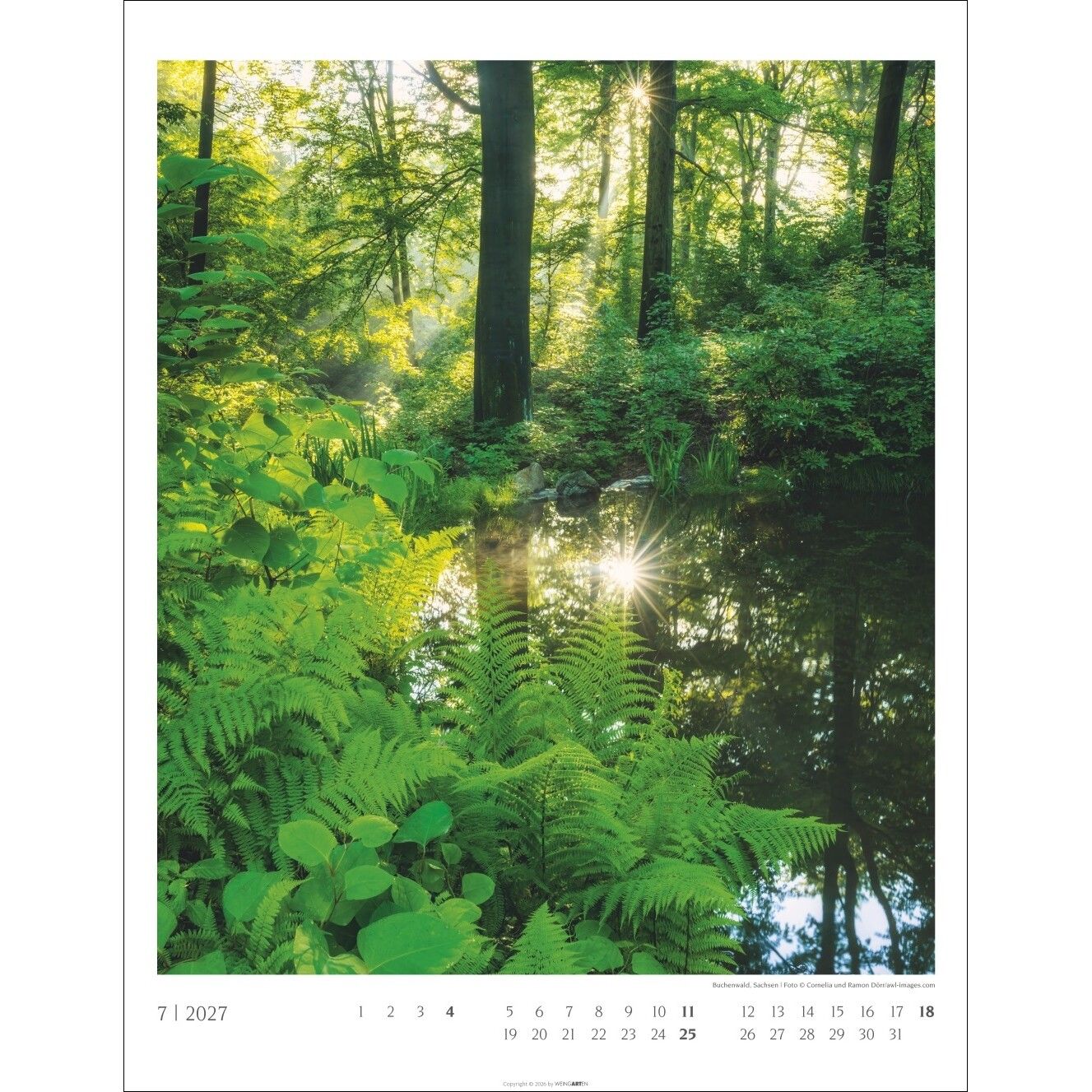 Heimische Wälder - Landschaft & Natur Kalender-924