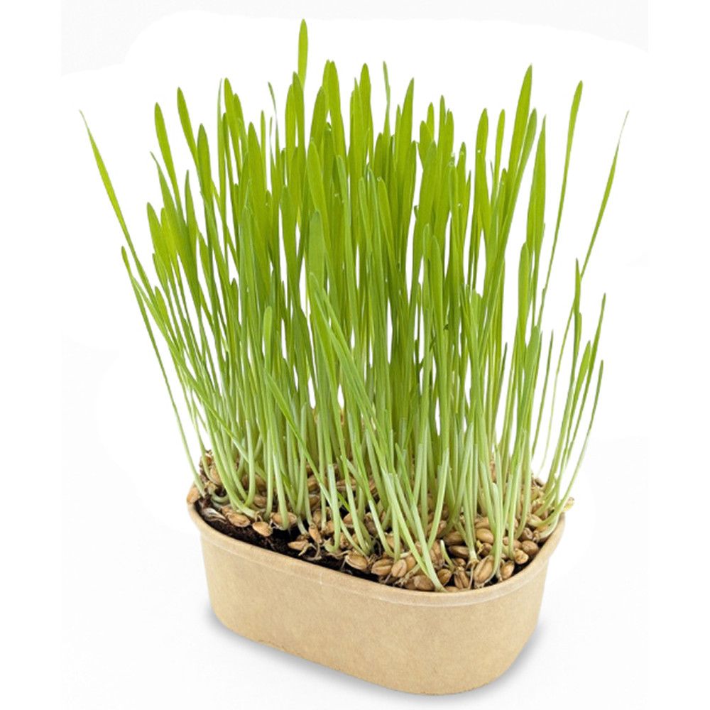 Katzengras Pflanzset - Katzengras-772