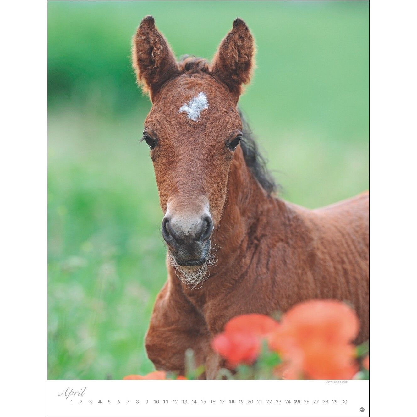 Pferde Classics Posterkalender-166