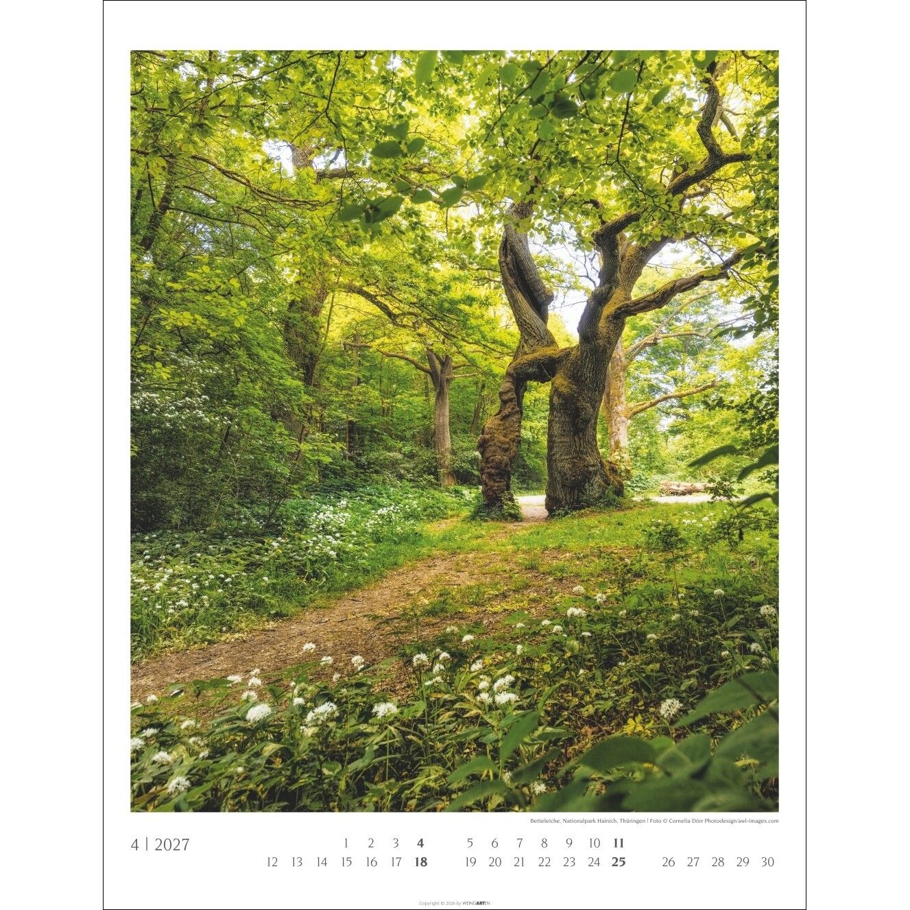 Heimische Wälder - Landschaft & Natur Kalender-113