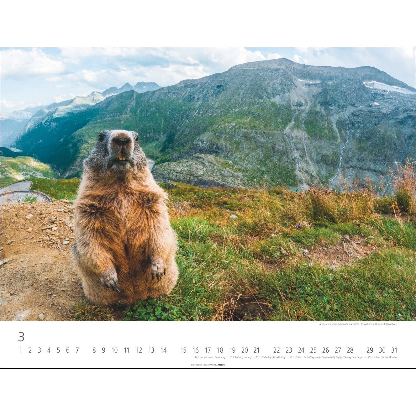 Heimische Wildtiere - Landschaft & Natur Kalender-410