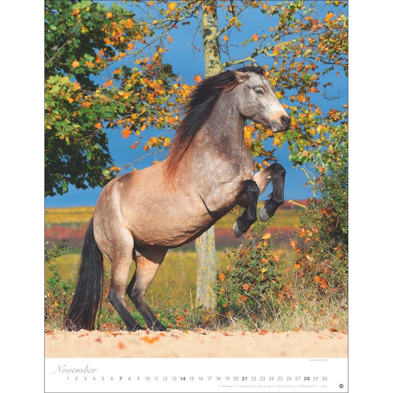 Pferde Classics Posterkalender-518