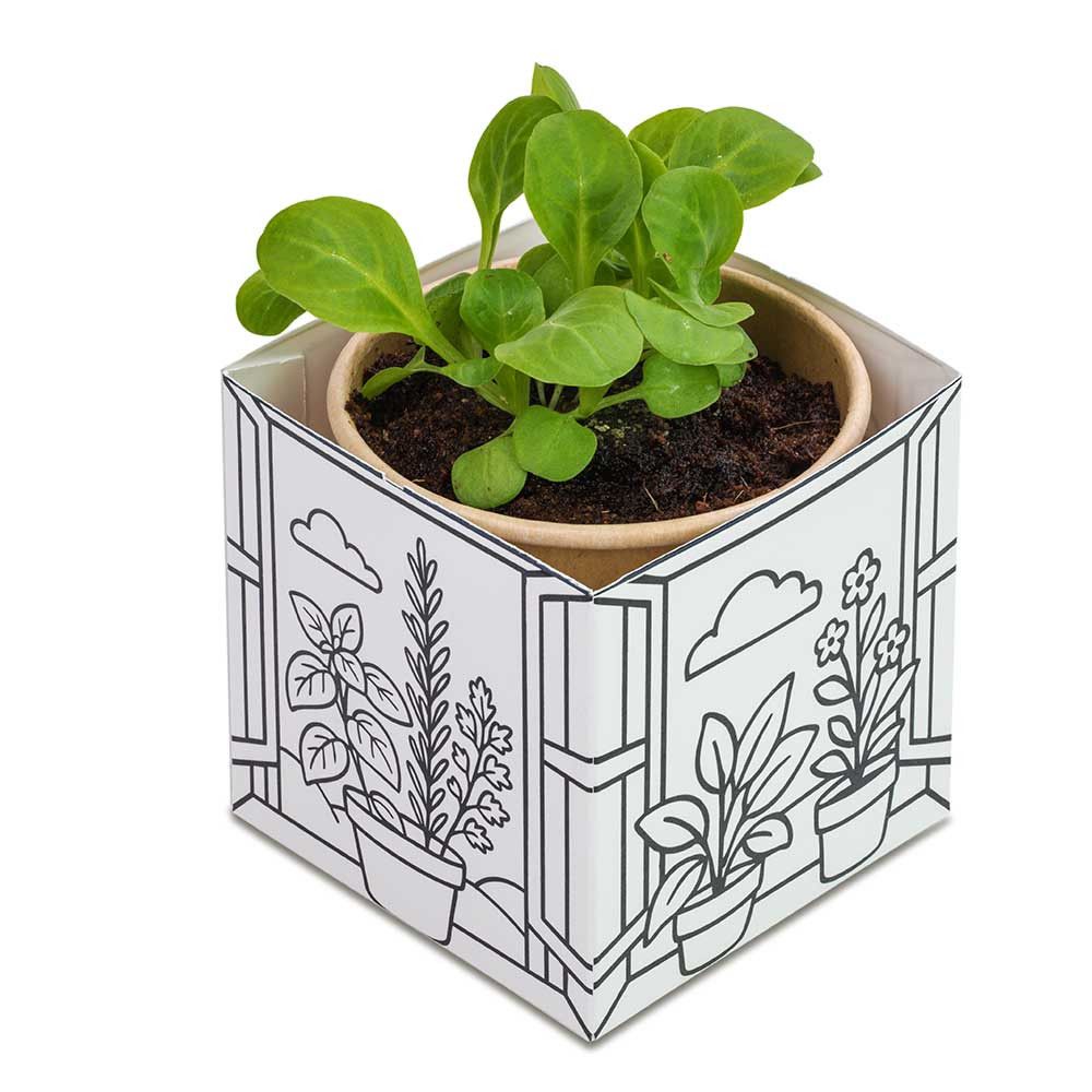 Color & Grow House - Ostern - Thymian-523