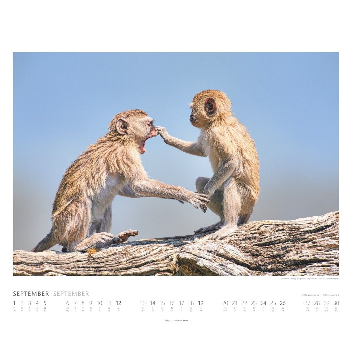 African Wildlife - Tiere  Kalender-694