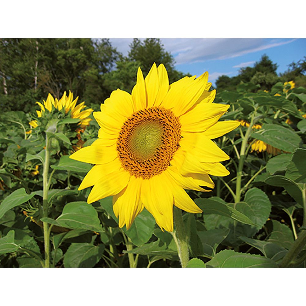 Flower-Card mit Samen - Sonnenblume-743
