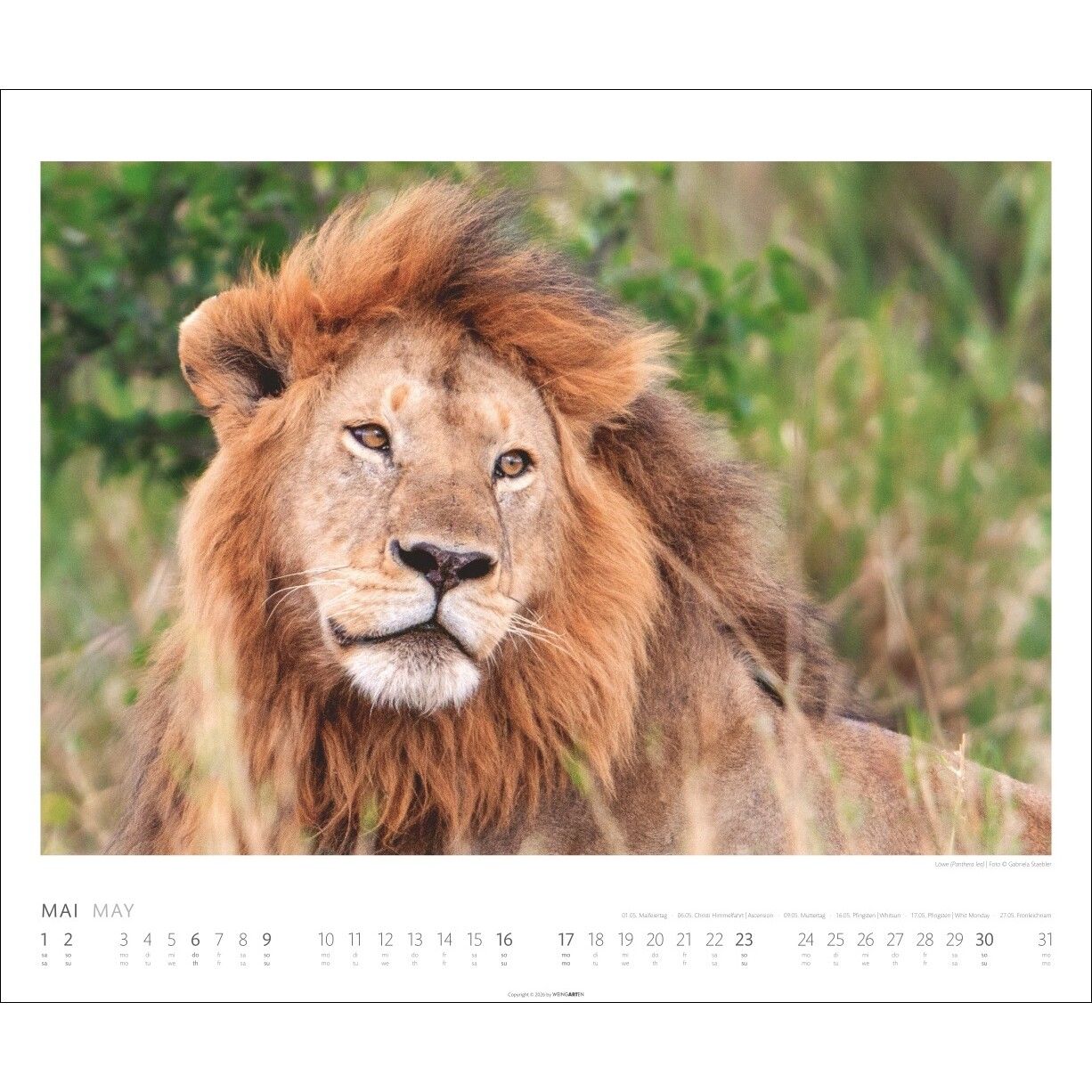 African Wildlife - Tiere  Kalender-600