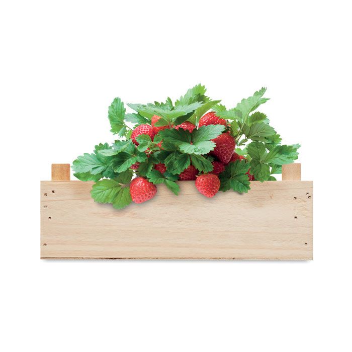 Saat-Set Erdbeere STRAWBERRY - holz-355