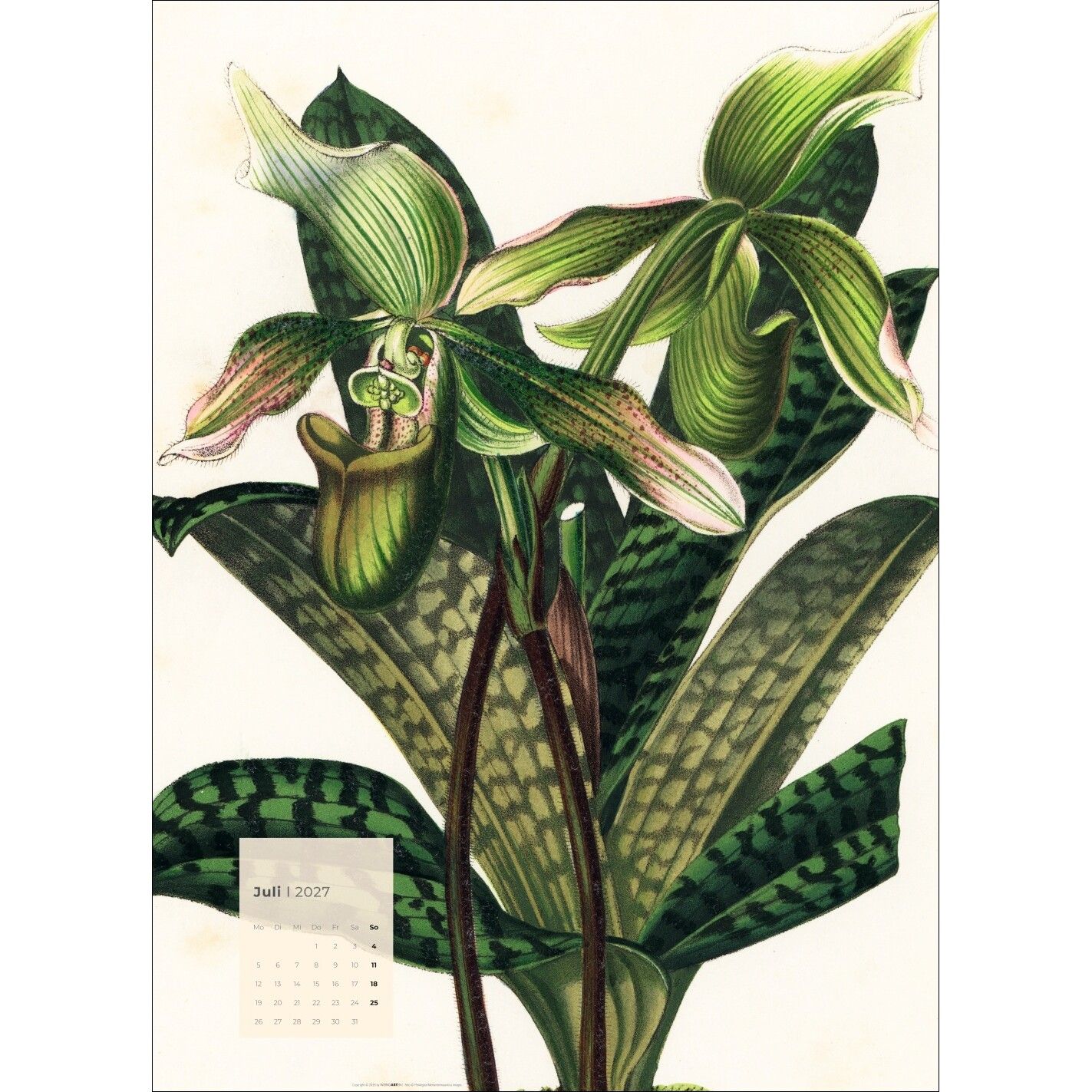 Botanicals - Kunst & Kultur Kalender-179