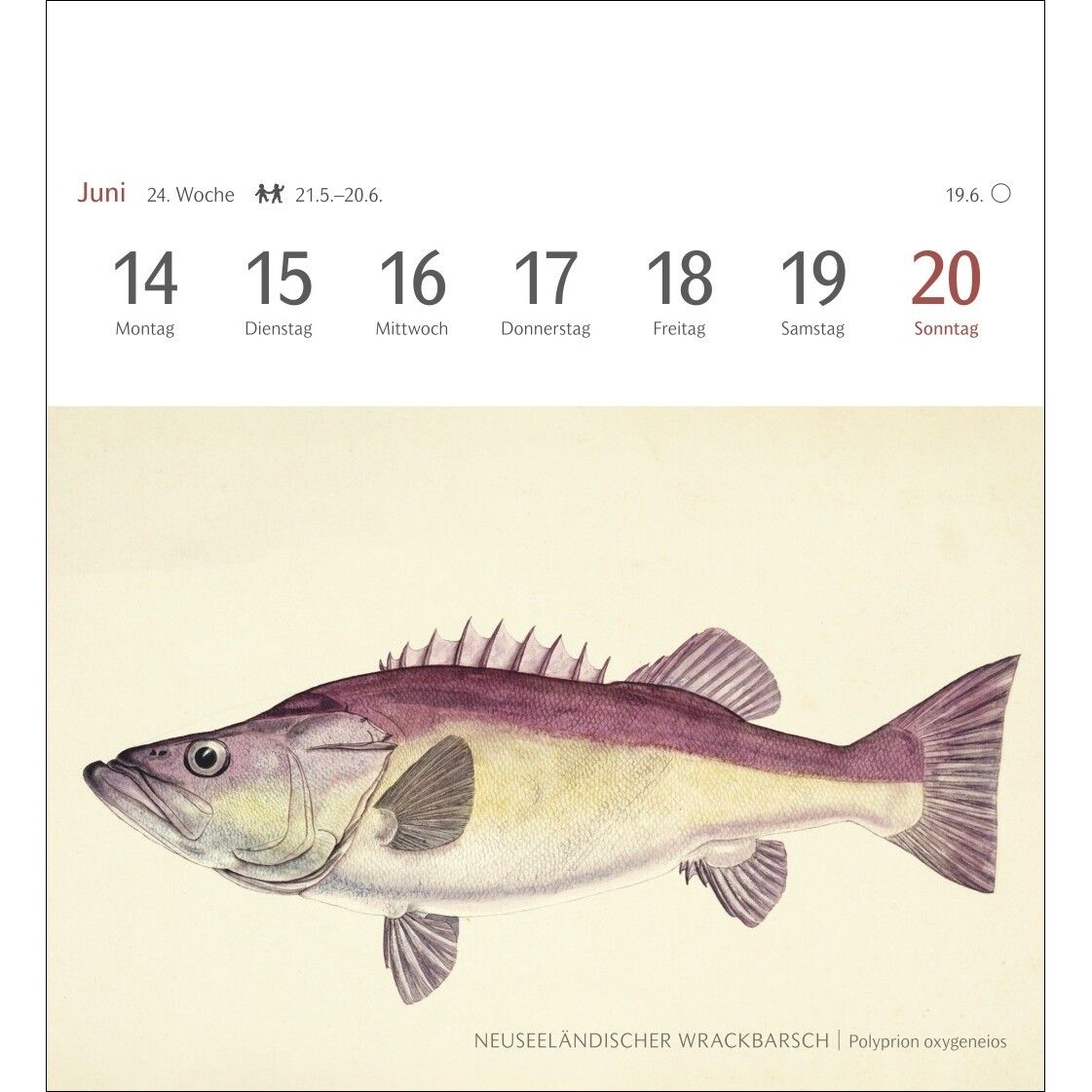 Fische Postkartenkalender-535