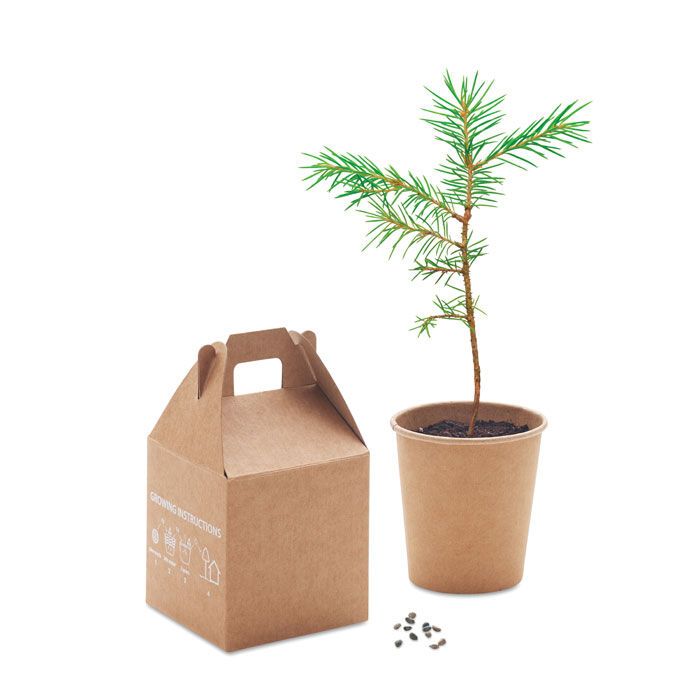 Kiefernsamen-Set GROWTREE™ - beige-745