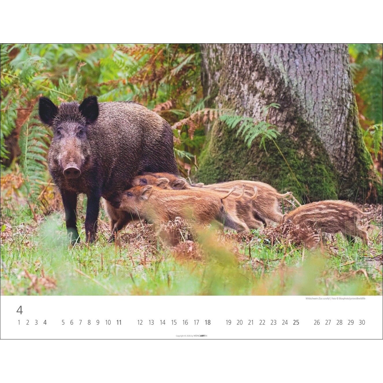 Heimische Wildtiere - Landschaft & Natur Kalender-481
