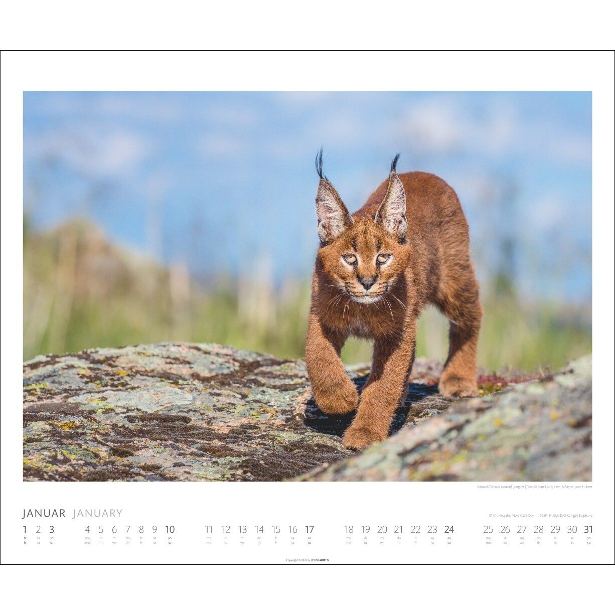 African Wildlife - Tiere  Kalender-977