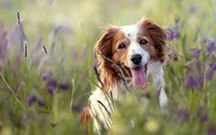 Hundebesitzer