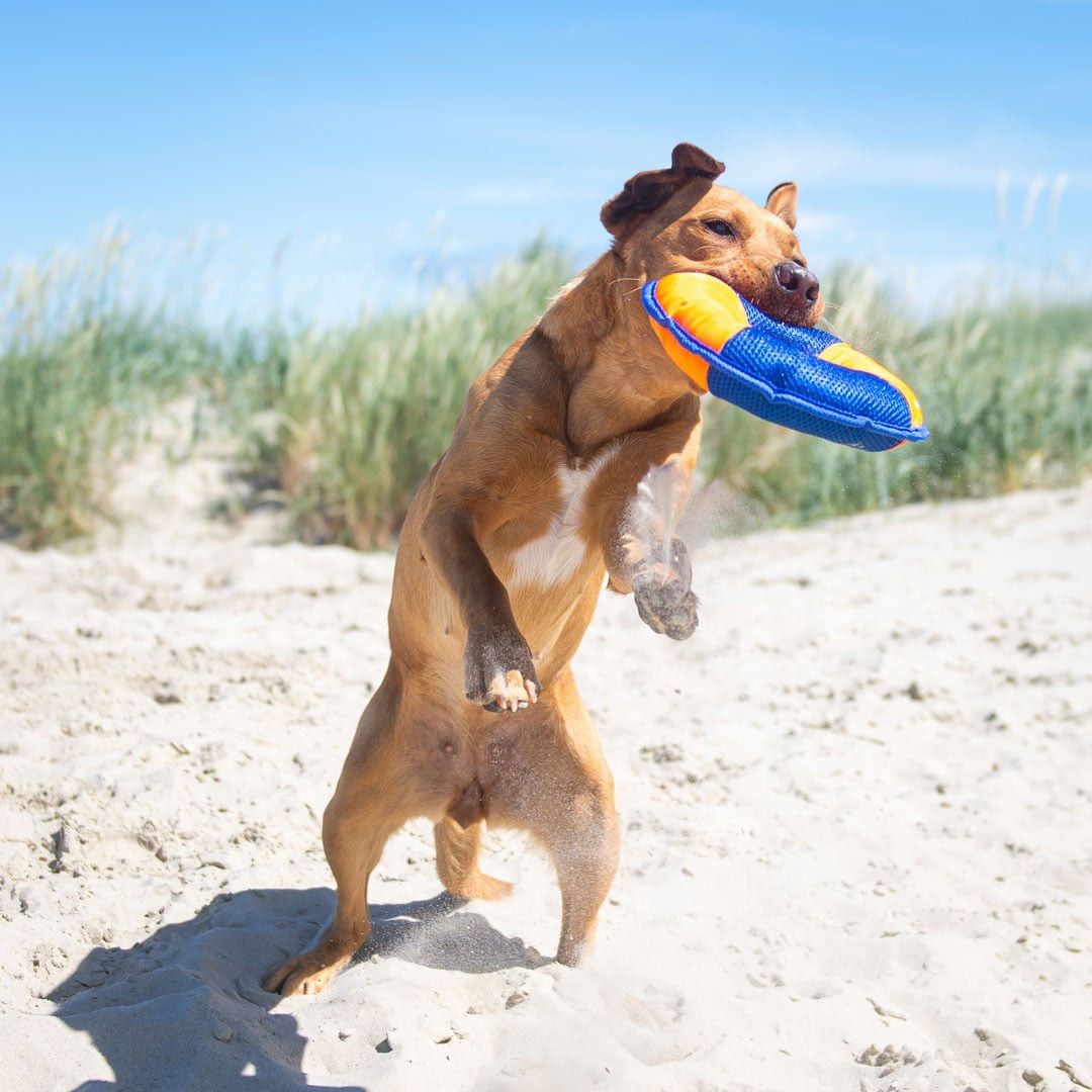 MiniFeet® Hundespielzeug Flying Disc - orange - blau-349