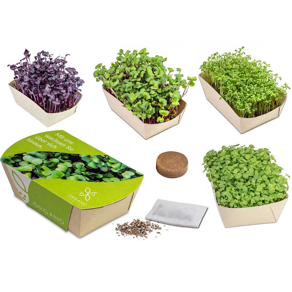 Microgreens-Gärtchen - Rettich China Rose-628