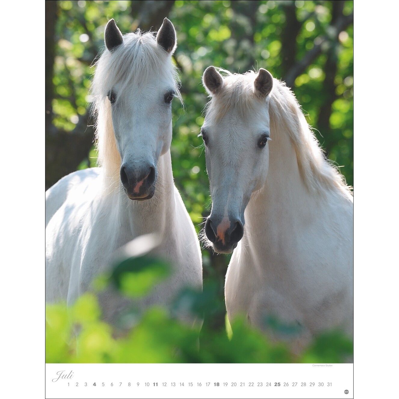 Pferde Classics Posterkalender-722