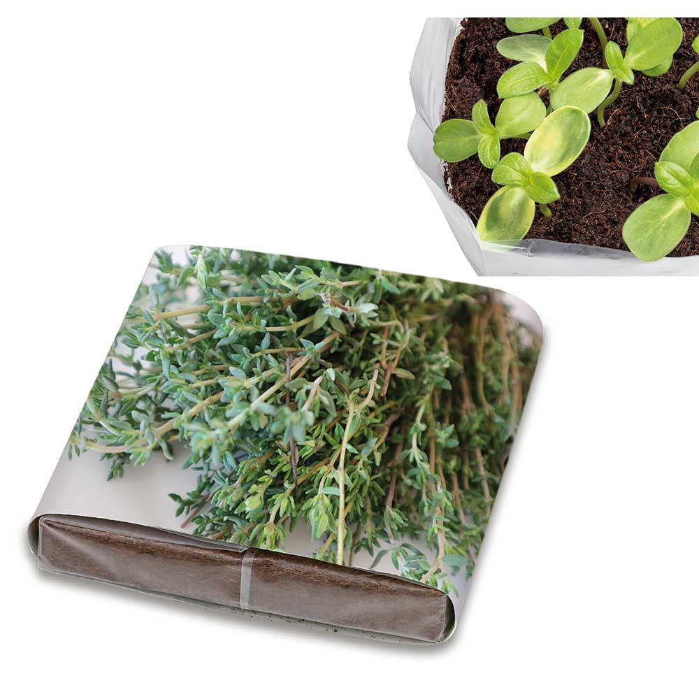 PopUp Anzuchterde mit Samen - Thymian-16