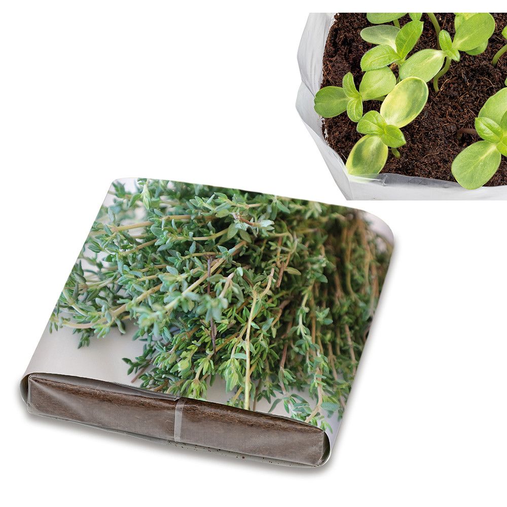 PopUp Anzuchterde mit Samen - Thymian-16