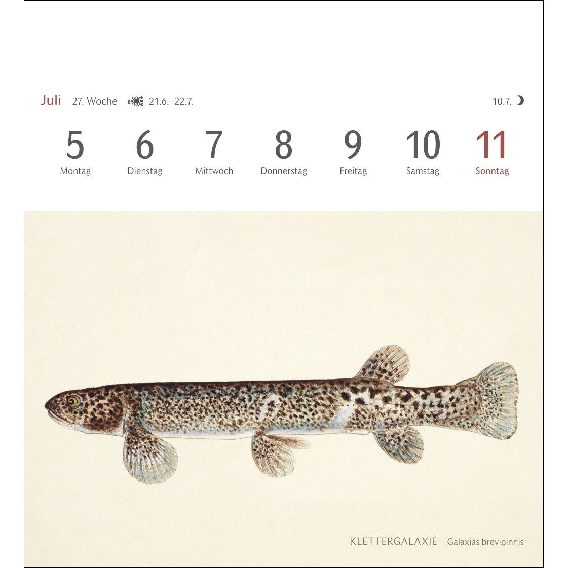 Fische Postkartenkalender-146