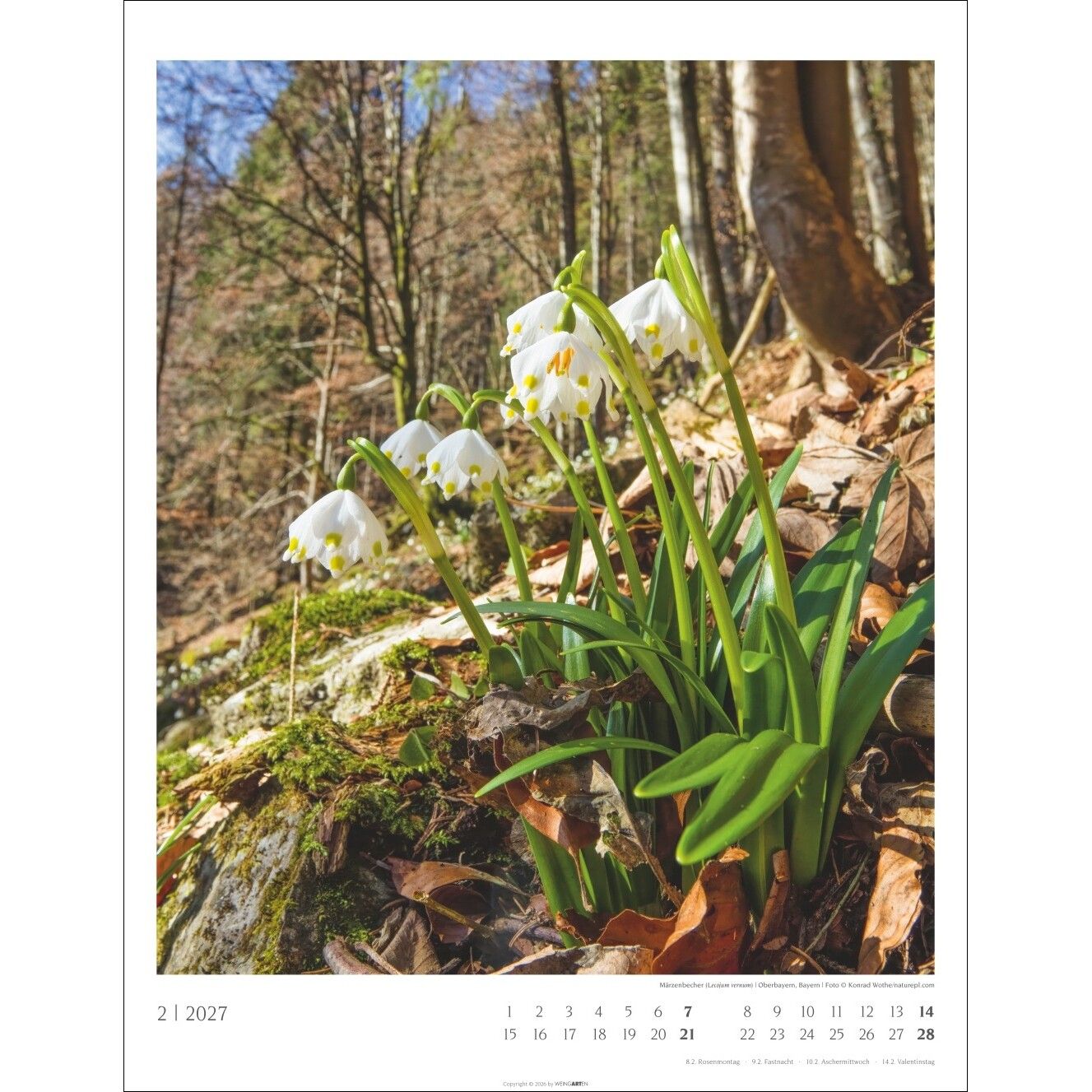 Heimische Wälder - Landschaft & Natur Kalender-461