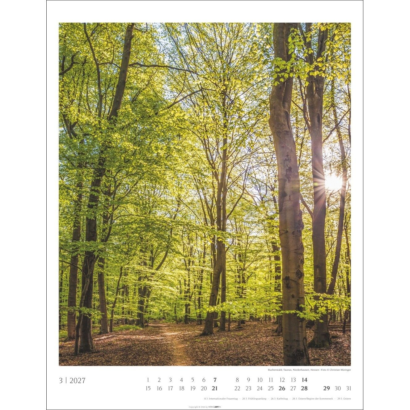 Heimische Wälder - Landschaft & Natur Kalender-241