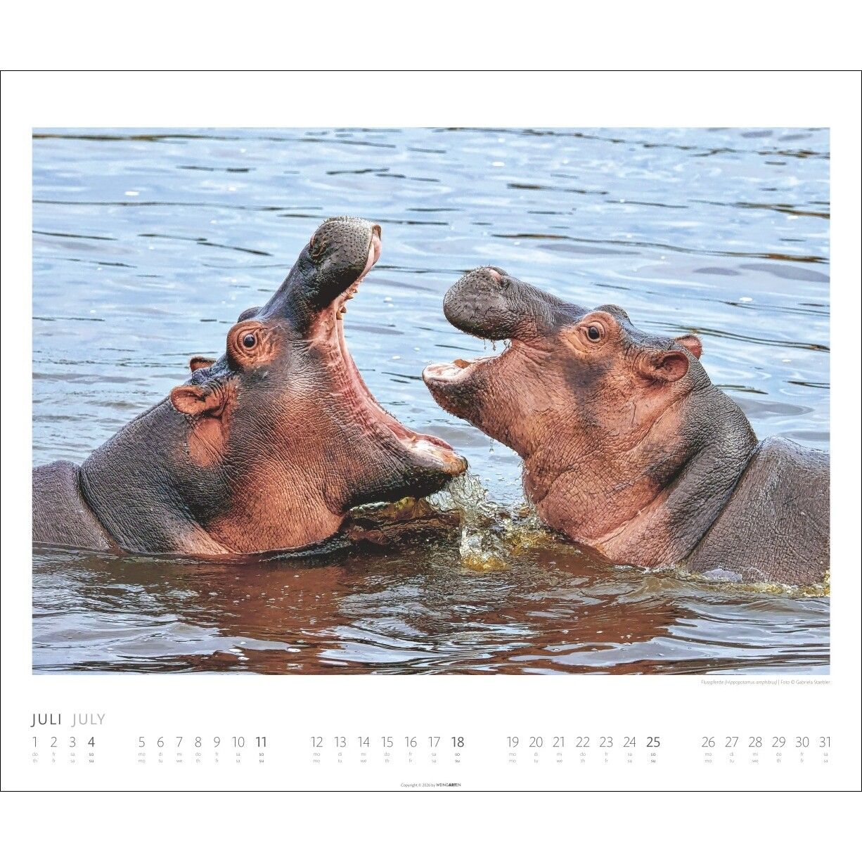 African Wildlife - Tiere  Kalender-707