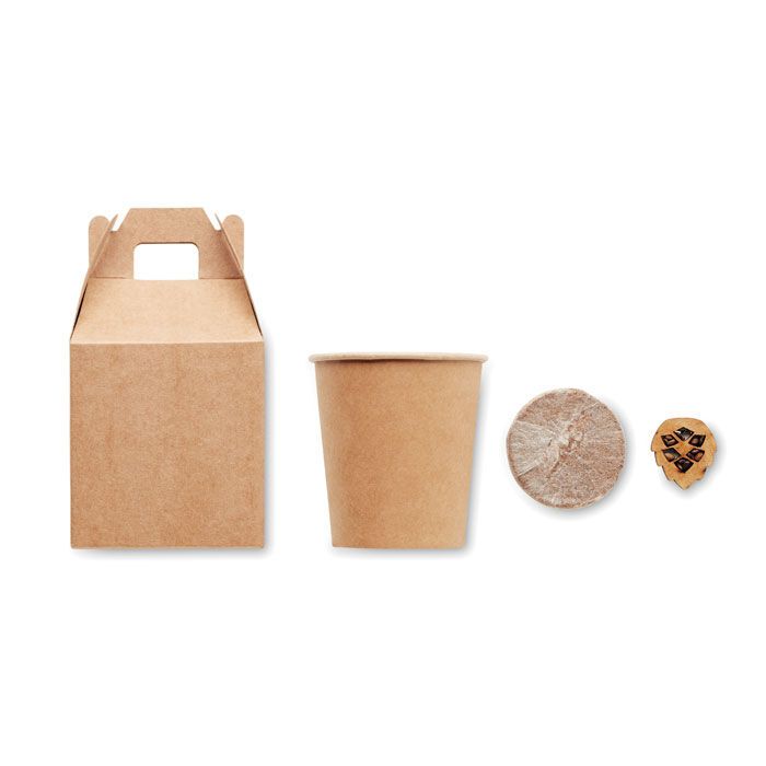 Kiefernsamen-Set GROWTREE™ - beige-455