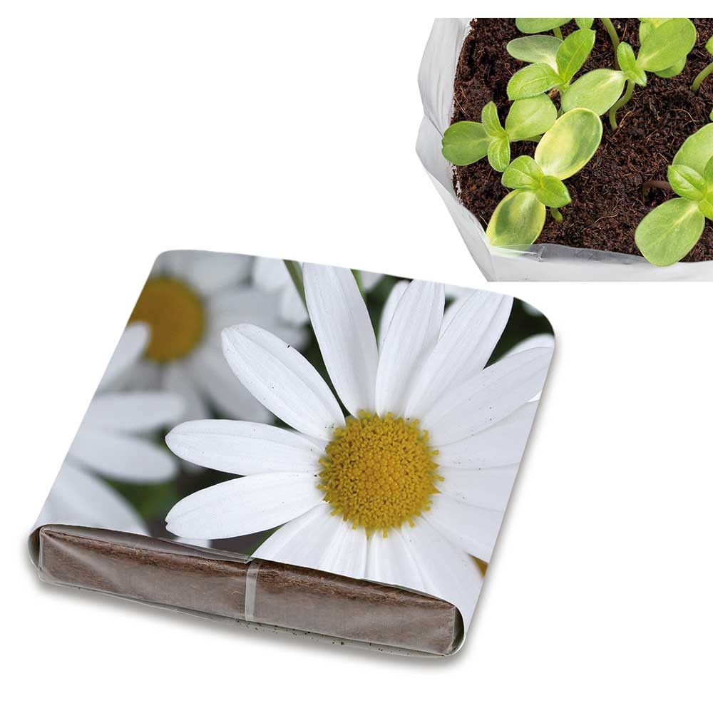 PopUp Anzuchterde mit Samen - Margerite-278
