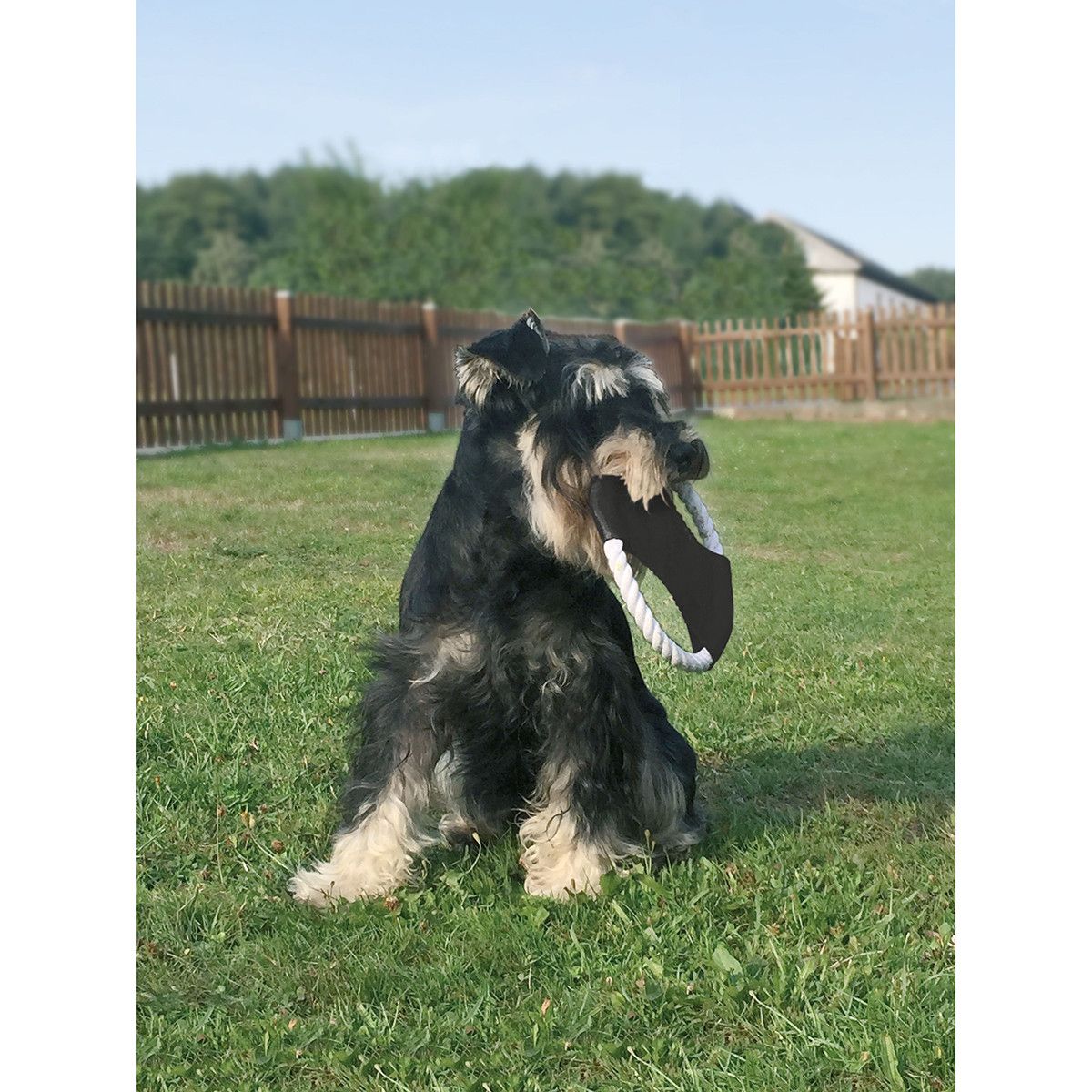 Hunde-Wurfscheibe - schwarz - weiß-11