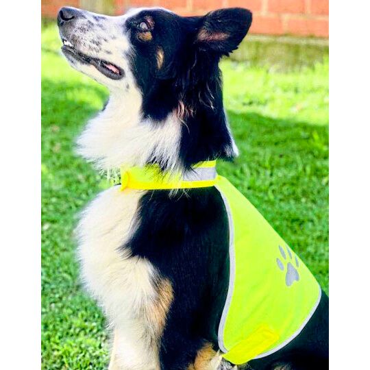 Stretchy Hi-Vis Safety Vest For Dogs Buenos Aires - signal yellow-597