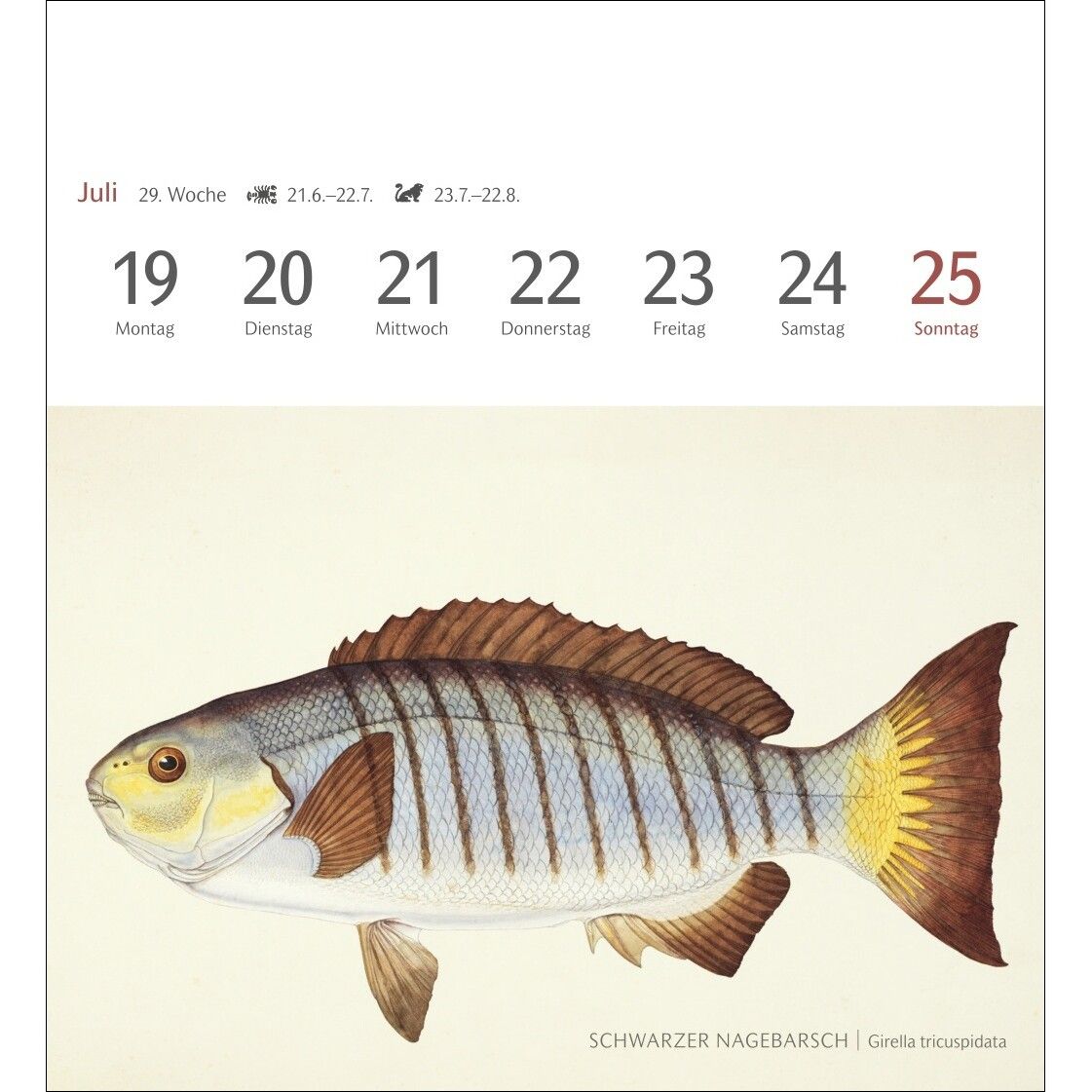 Fische Postkartenkalender-463