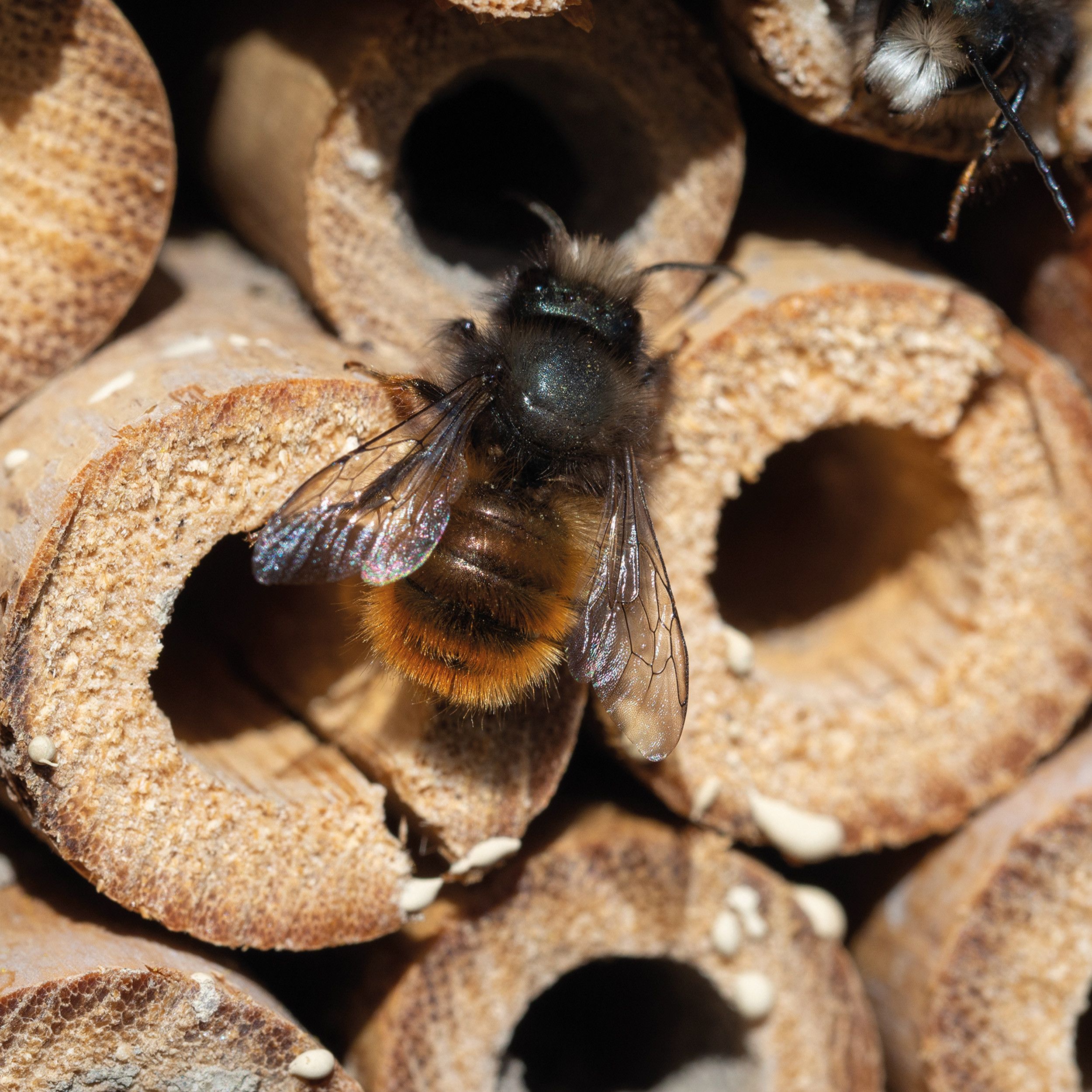 Insektenhotel aus Holz - beige-161