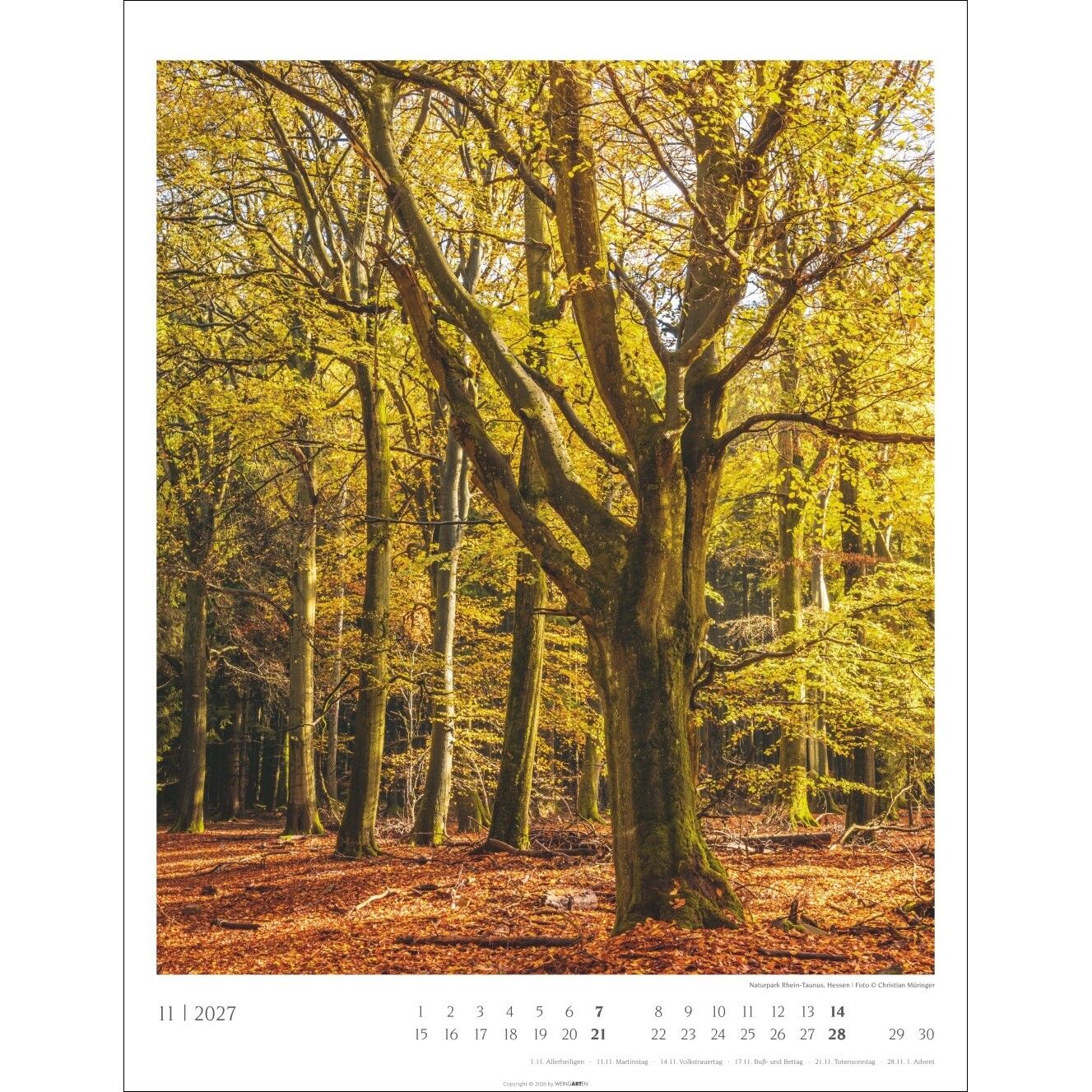 Heimische Wälder - Landschaft & Natur Kalender-679