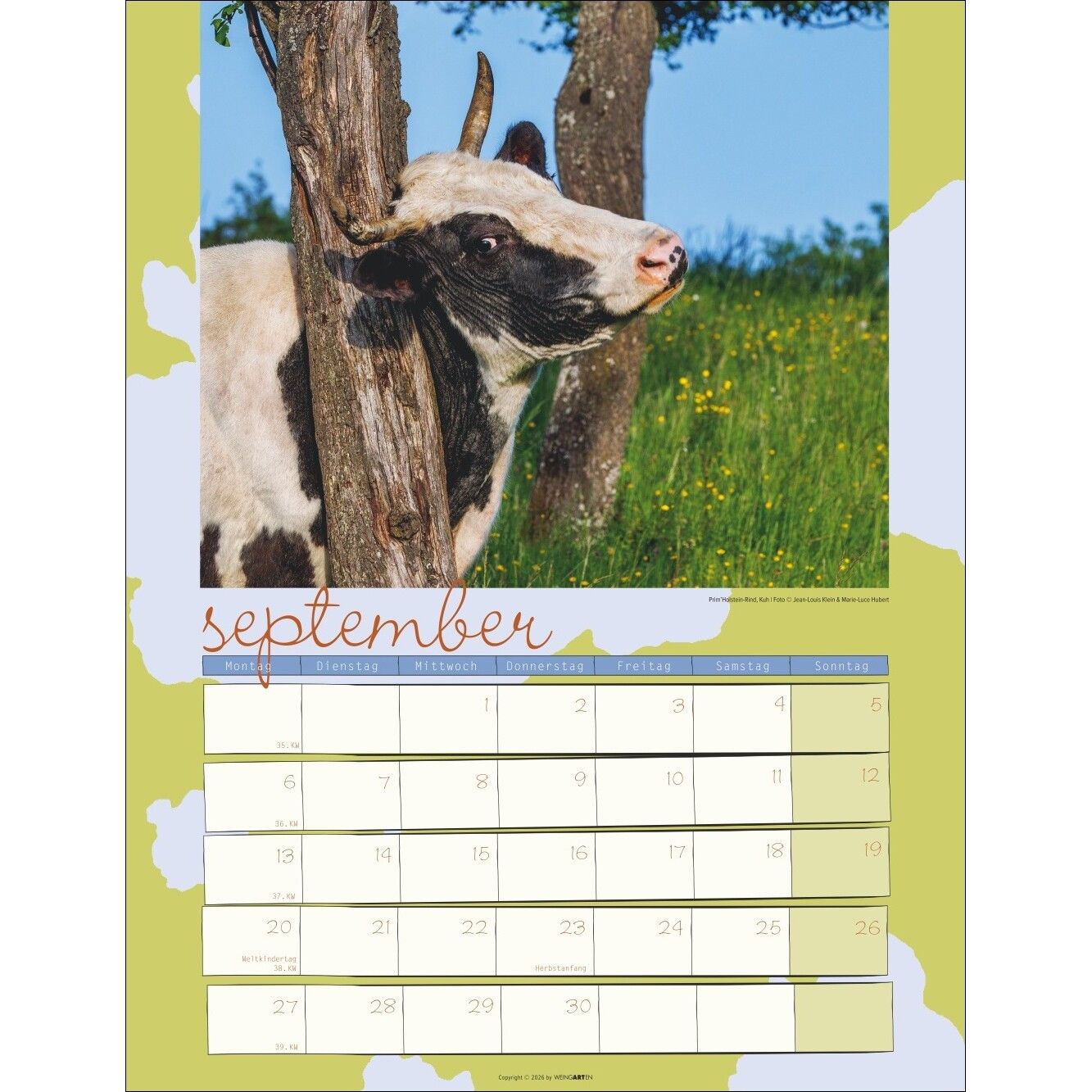 Kuh Kalender-24