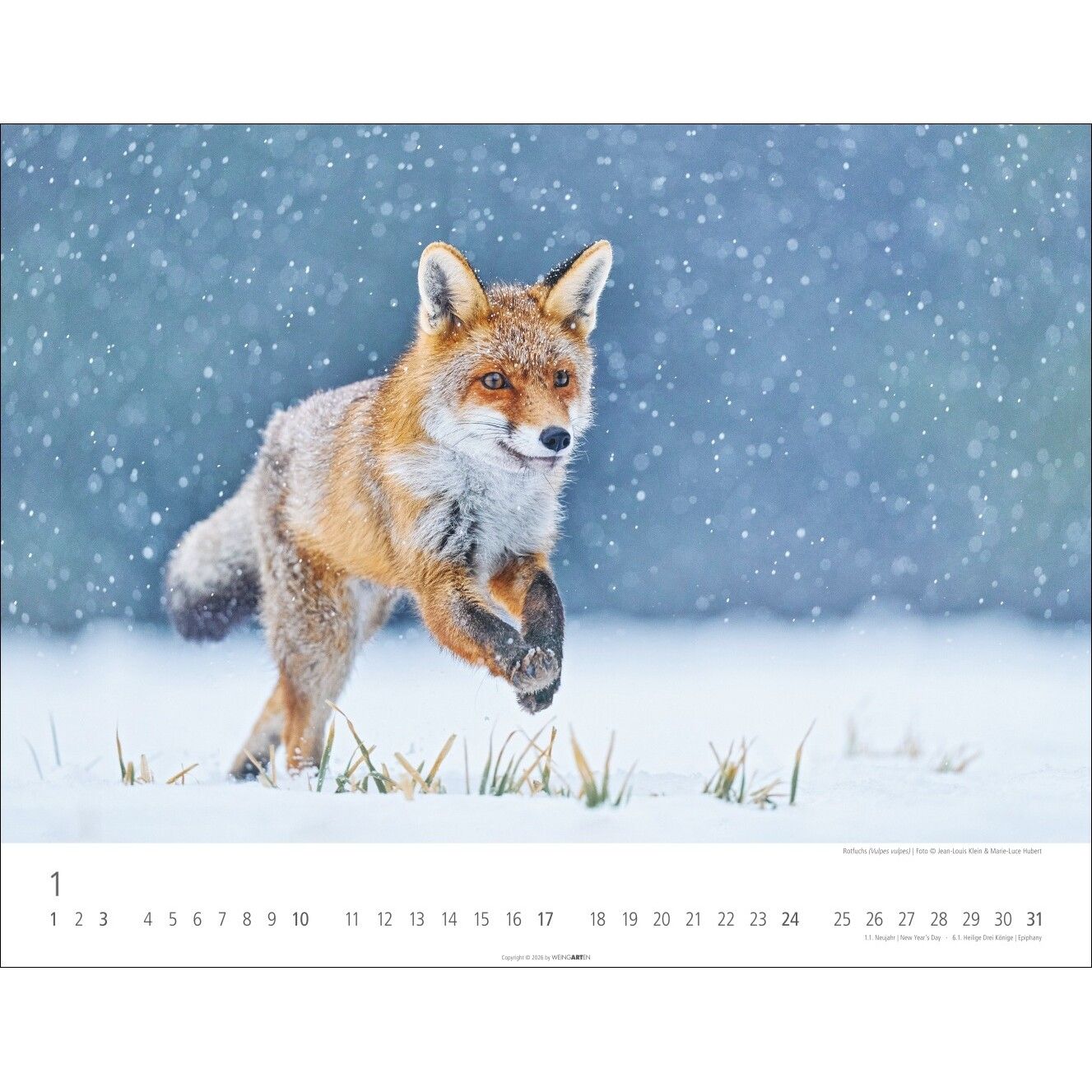 Heimische Wildtiere - Landschaft & Natur Kalender-364