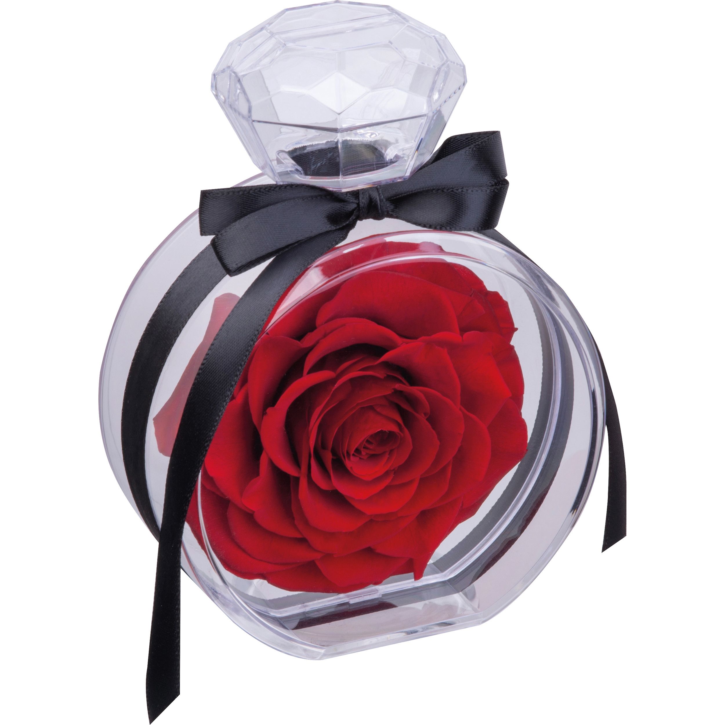 Konservierte Rose MARCELLA - rot-916