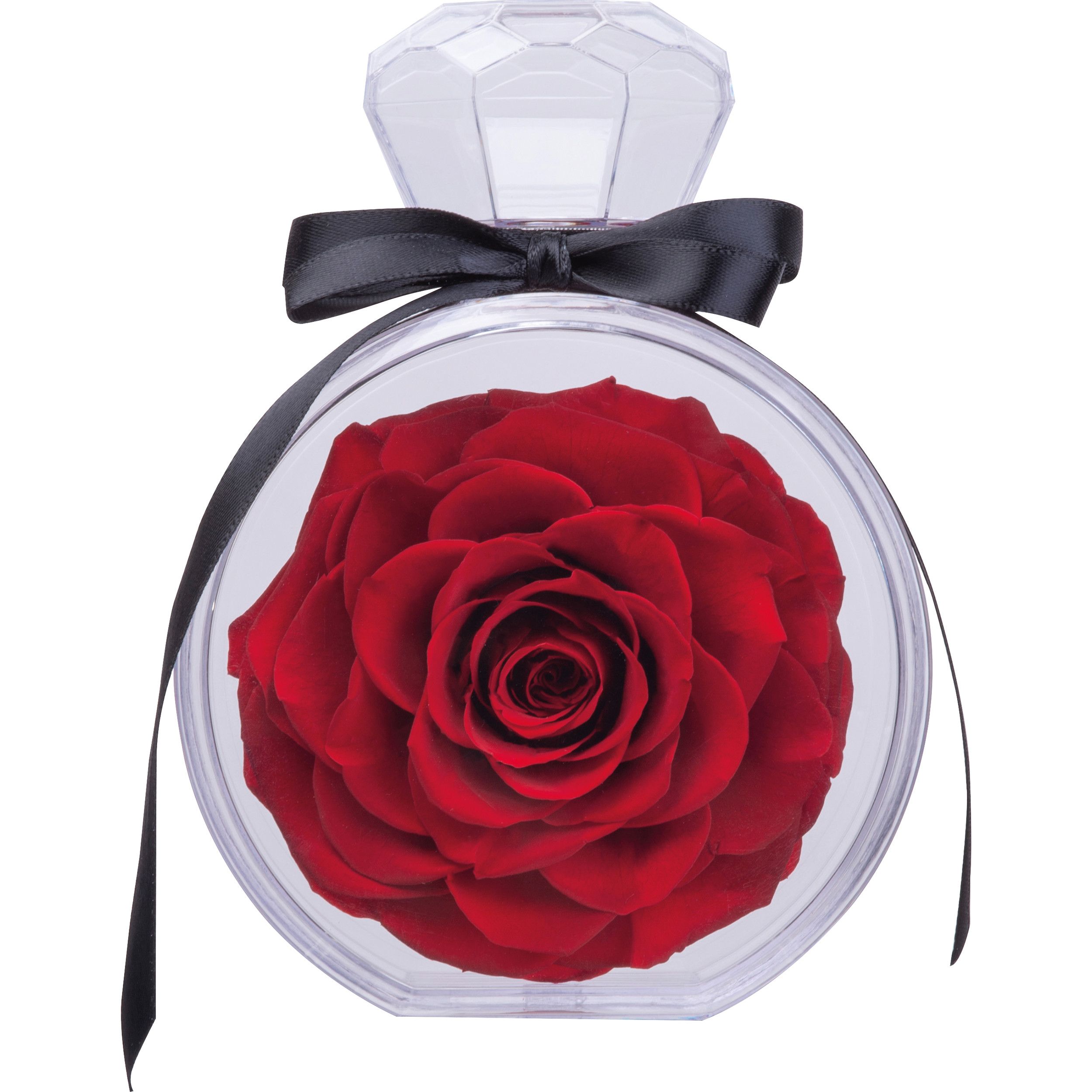 Konservierte Rose MARCELLA - rot-639