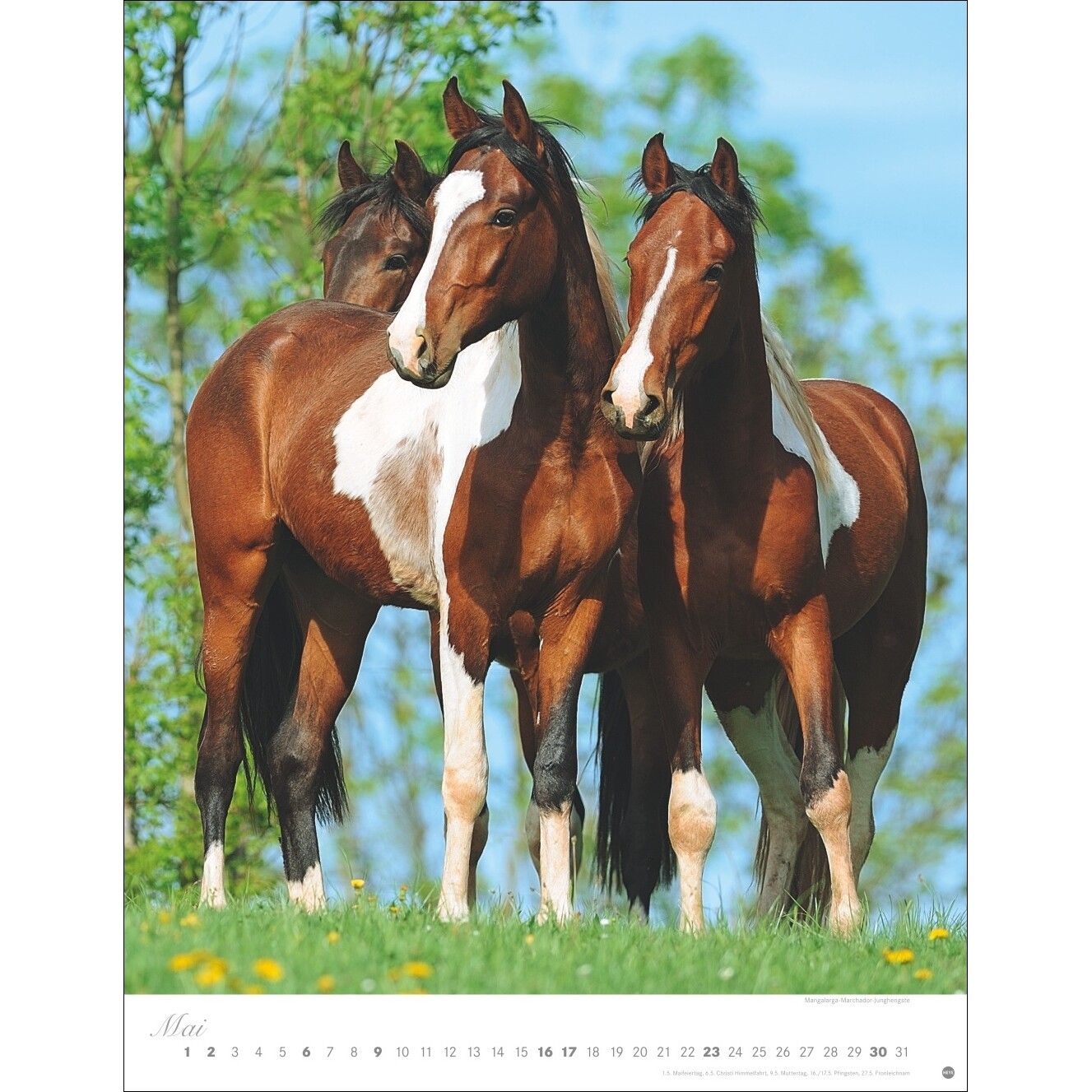 Pferde Classics Posterkalender-535
