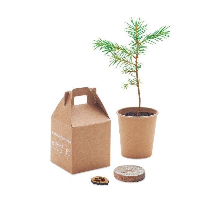 Kiefernsamen-Set GROWTREE™ - beige-777