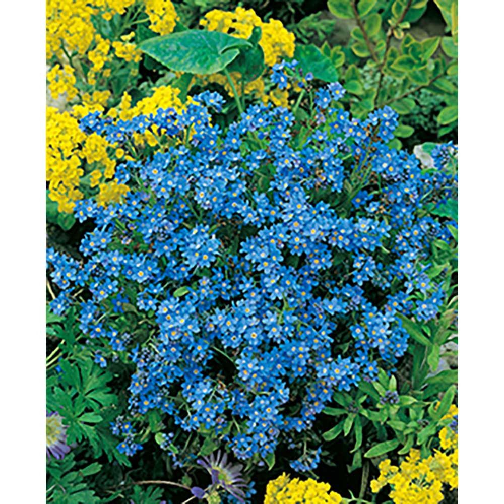 Flower-Card mit Samen - Vergissmeinnicht-99
