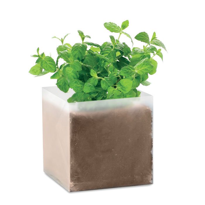 Pflanz-Set "Minze" MINT - beige-39