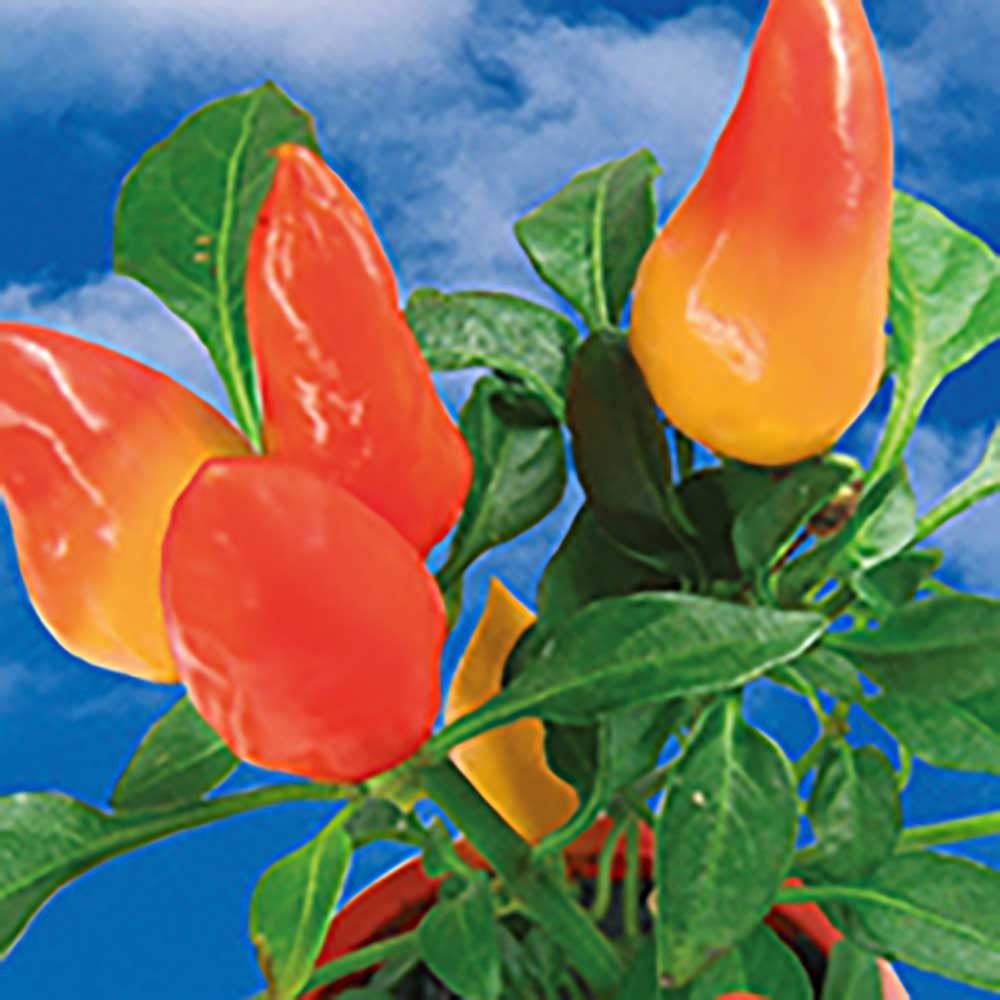 Flower-Card mit Samen - Gewürzpaprika-700