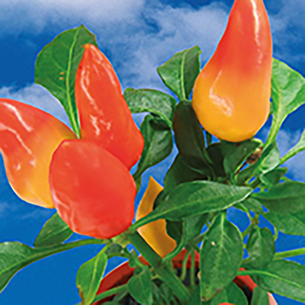 Flower-Card mit Samen - Gewürzpaprika-700