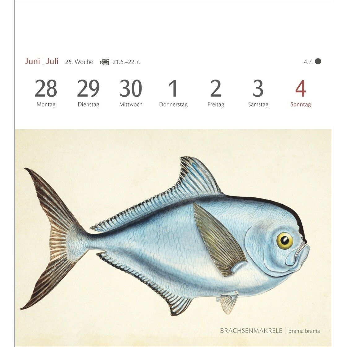 Fische Postkartenkalender-987