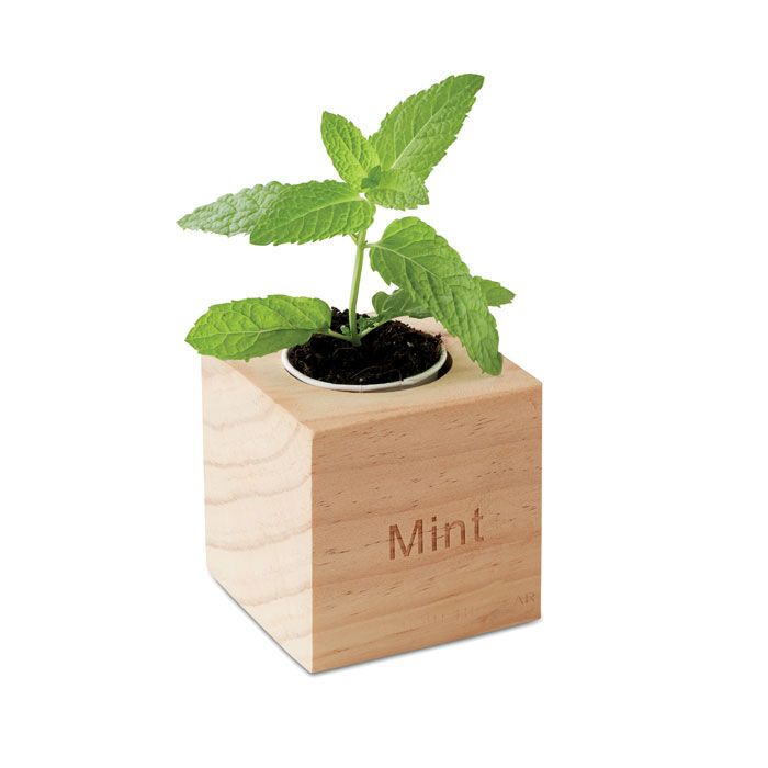 Kräuterpflanz-Set "Minze'' MENTA - holz-796