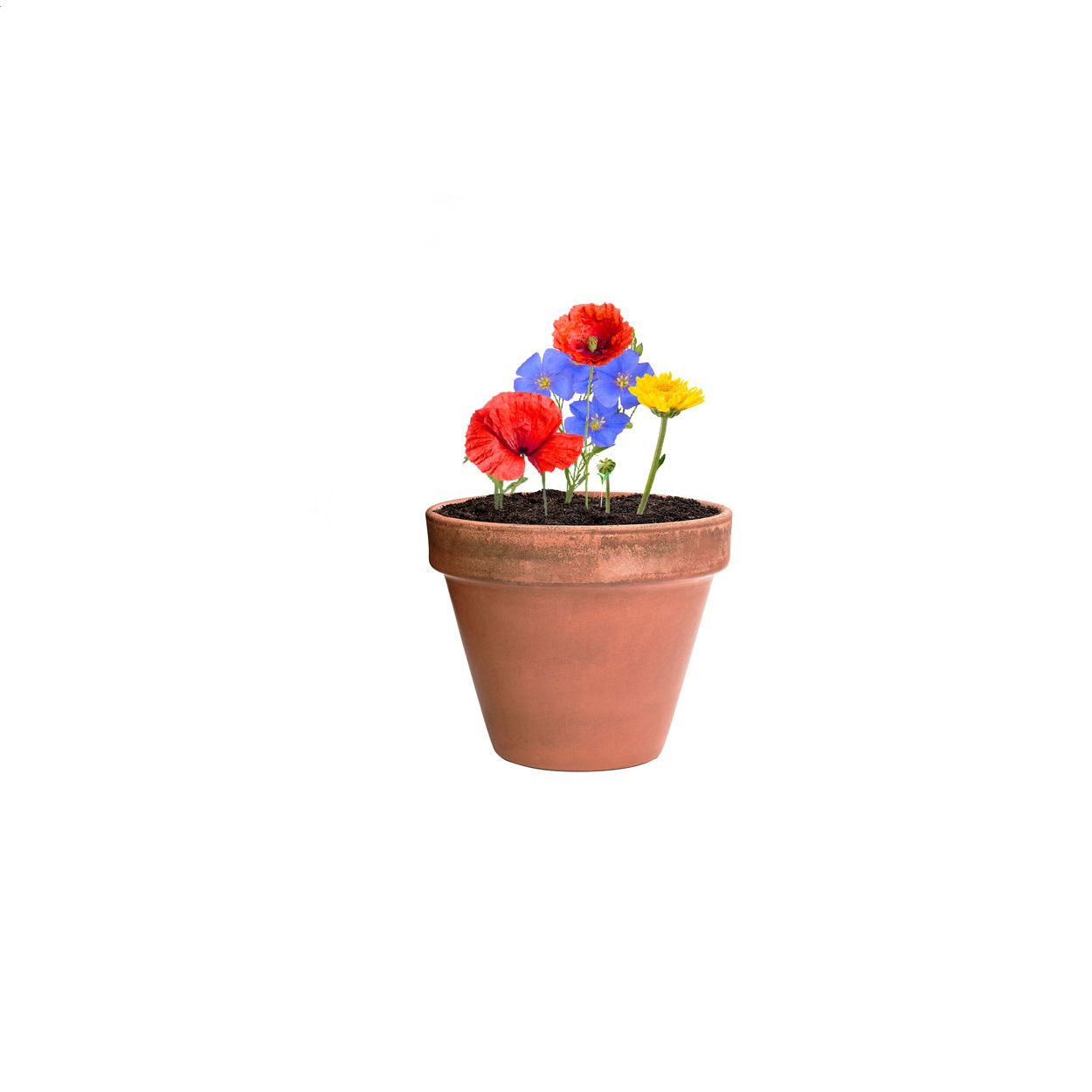 Pflanz-Set Biyok - natur-556