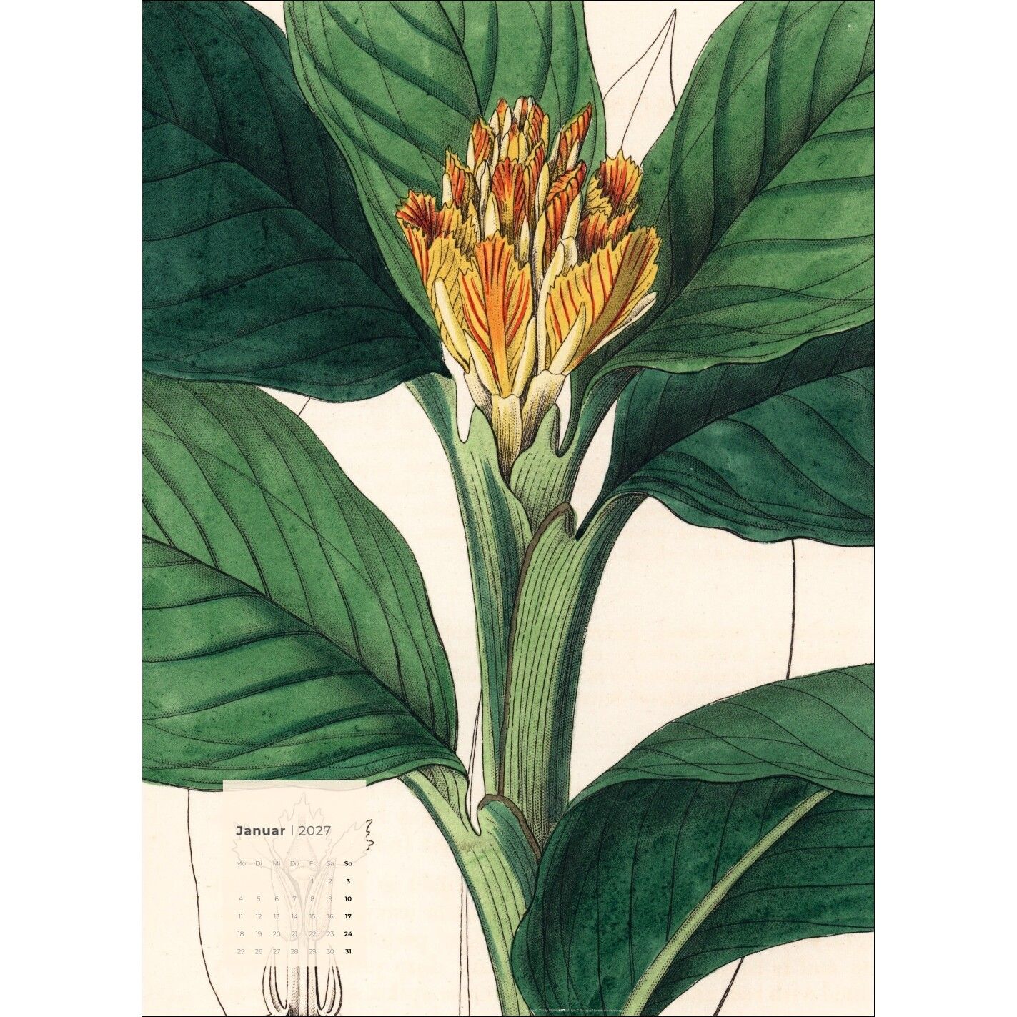 Botanicals - Kunst & Kultur Kalender-250