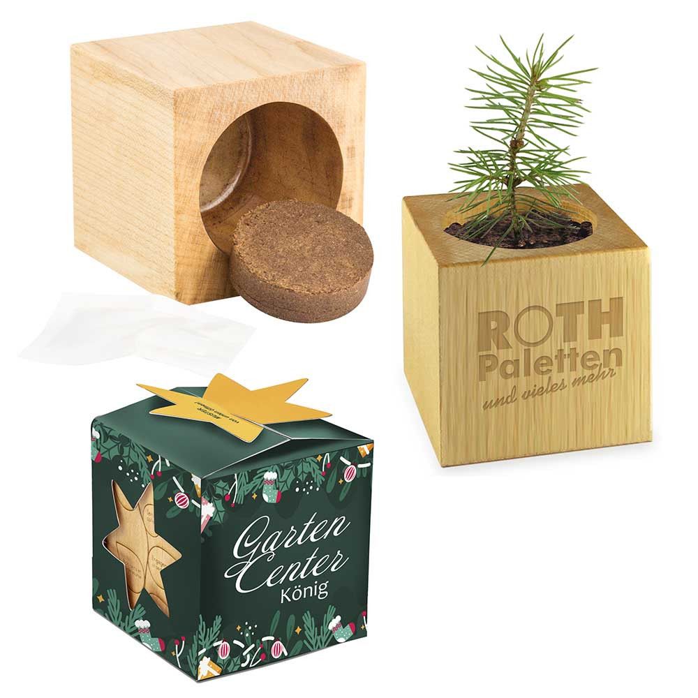 Pflanz-Holz Maxi Star-Box mit Samen - Fichte-519